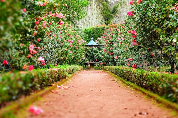 Landscaping & Hardscaping